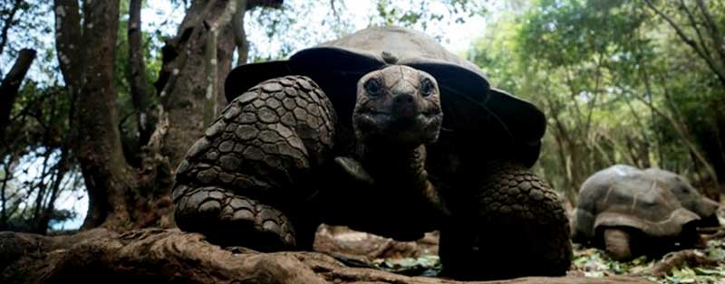 prison island zanzibar
