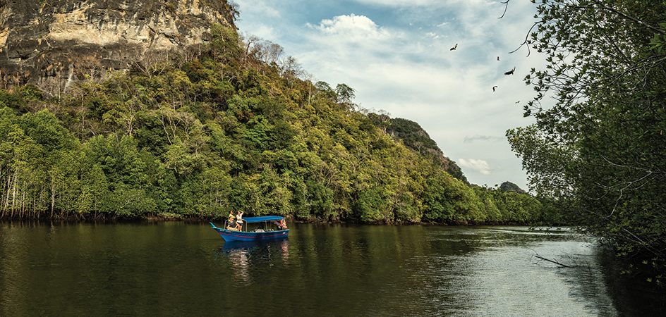 mangrove langkawi